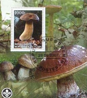 CINDERELLA: Paddenstoelen / Mushrooms - Benin - 2007