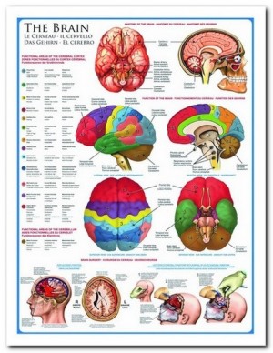 The Brain - EuroGraphics - 1000 Stukjes