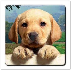 3D Onderzetter - Blonde Labrador pup