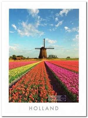 Ansichtkaart: Tulpenveld met molen