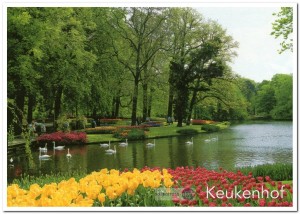 Ansichtkaart: De keukenhof