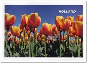 Ansichtkaart: Tulpen 