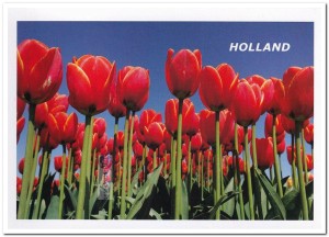 Ansichtkaart: Tulpen (1)