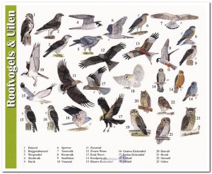Ansichtkaart: Roofvogels & Uilen