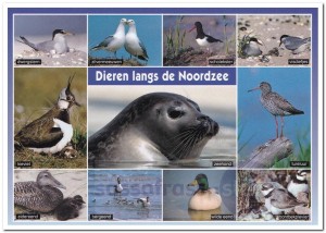 Ansichtkaart: Dieren langs de Noordzee